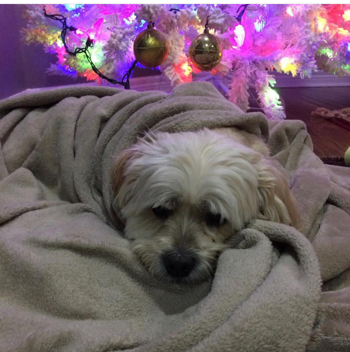 BuyABong HelpADog Smoker's Emporium Toronto